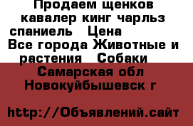 Продаем щенков кавалер кинг чарльз спаниель › Цена ­ 60 000 - Все города Животные и растения » Собаки   . Самарская обл.,Новокуйбышевск г.